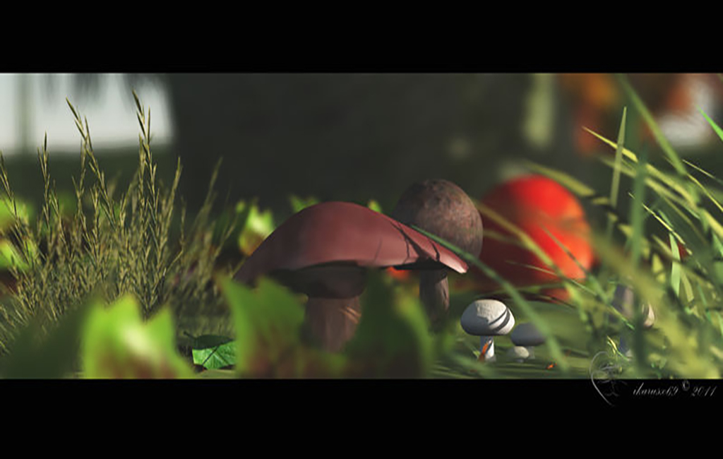 Mushrooms©1024x650