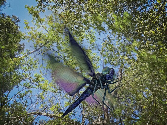 Libellenflug mit Motion Blur
