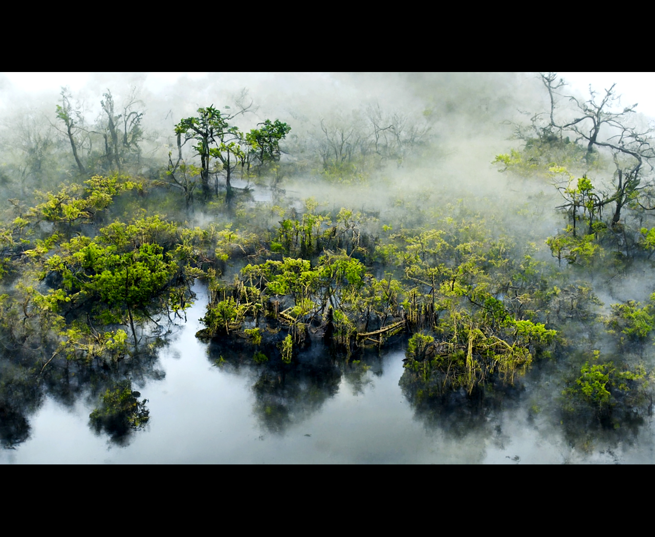 Swamp