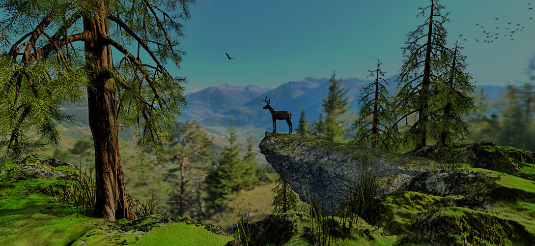 Schöne Aussicht im Schnalstaler Wald