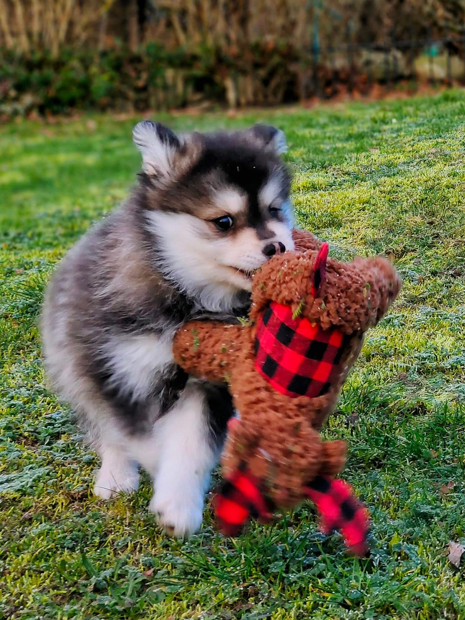 Das schelmische Anschleicherküken