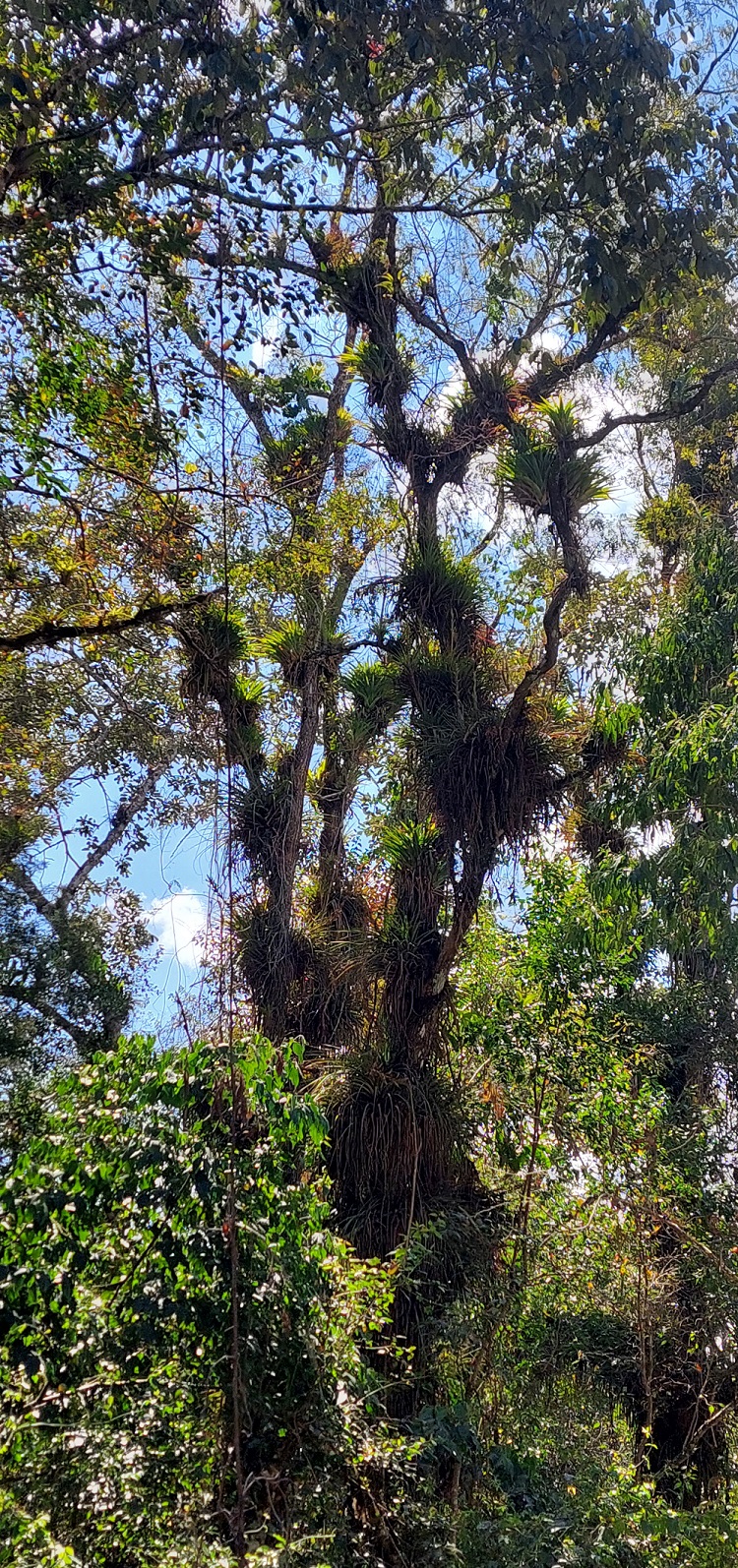 Epiphyten in Guatemala