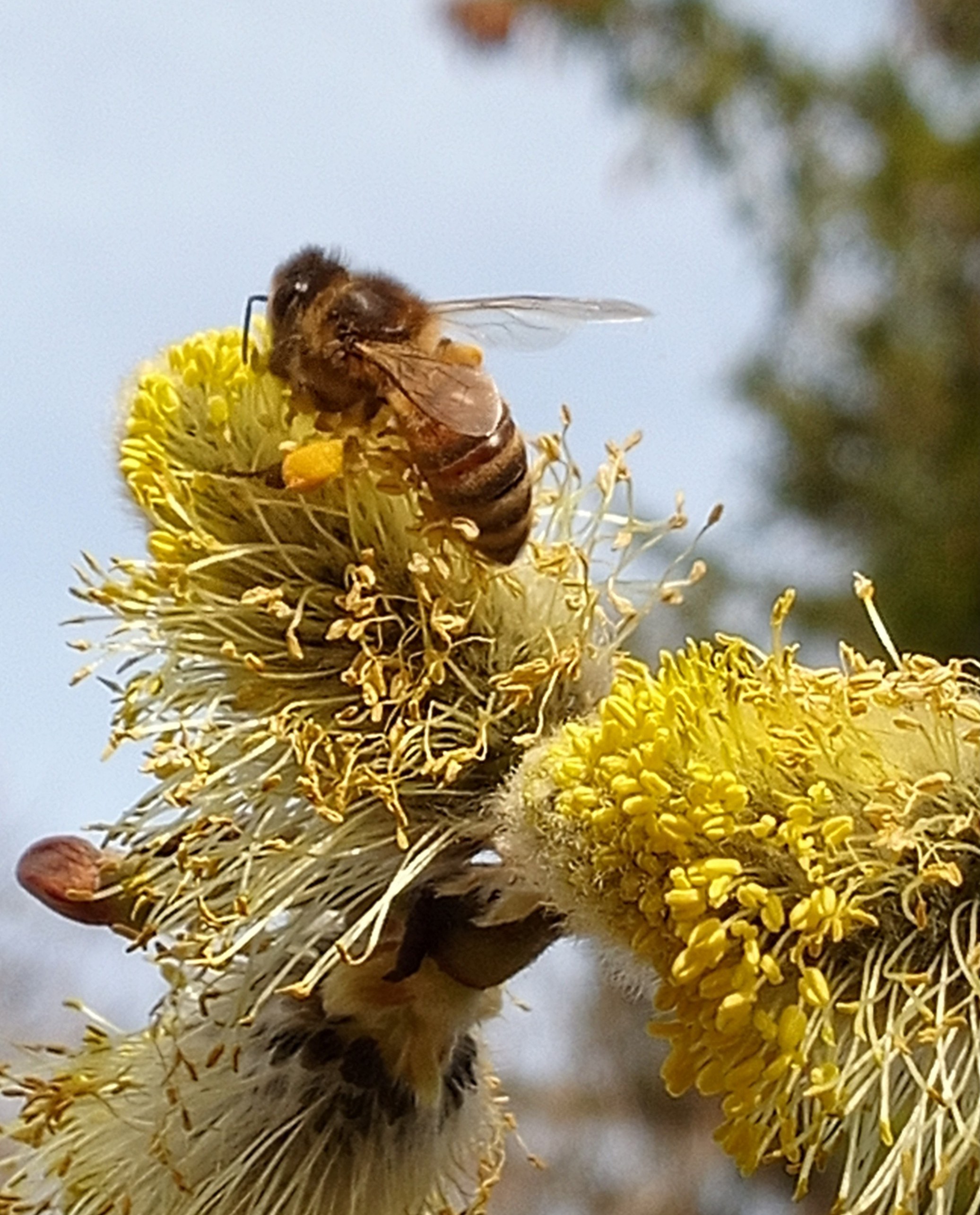 Der Frühling ist da...