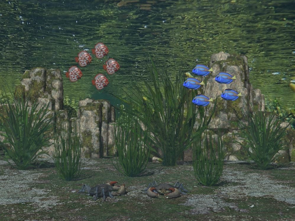 Unterwasser Flora & Fauna C
