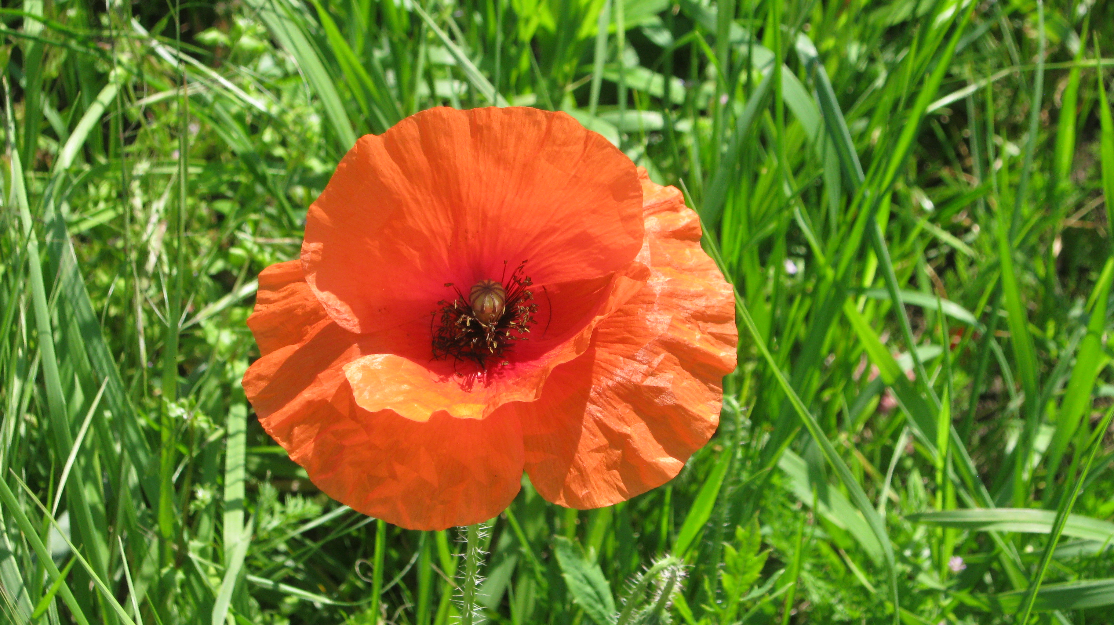 Sommerstrauß
