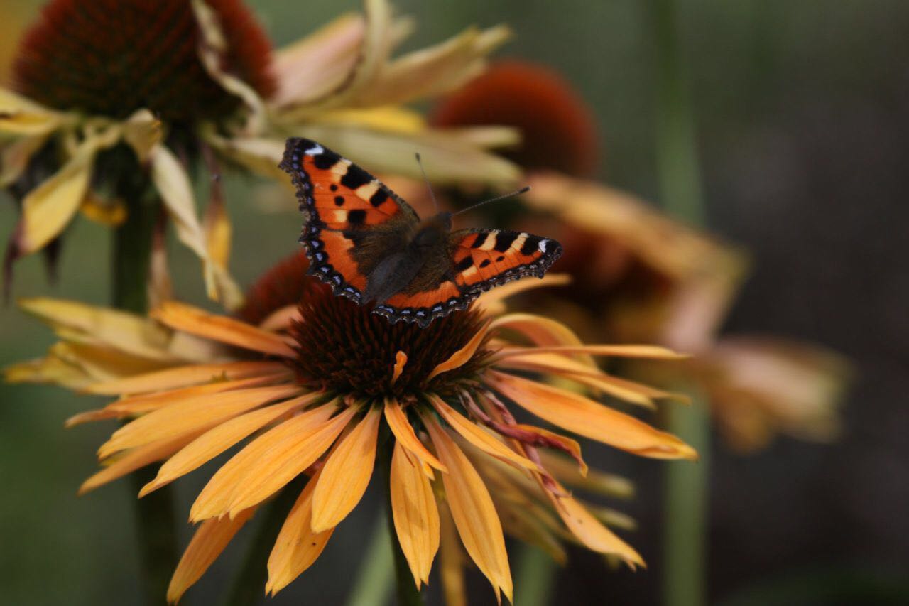 Schmetterling