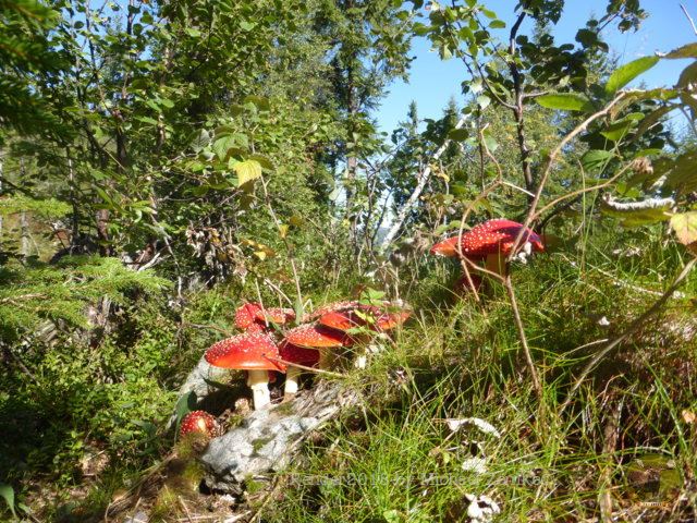 eindrücke aus dem wald
