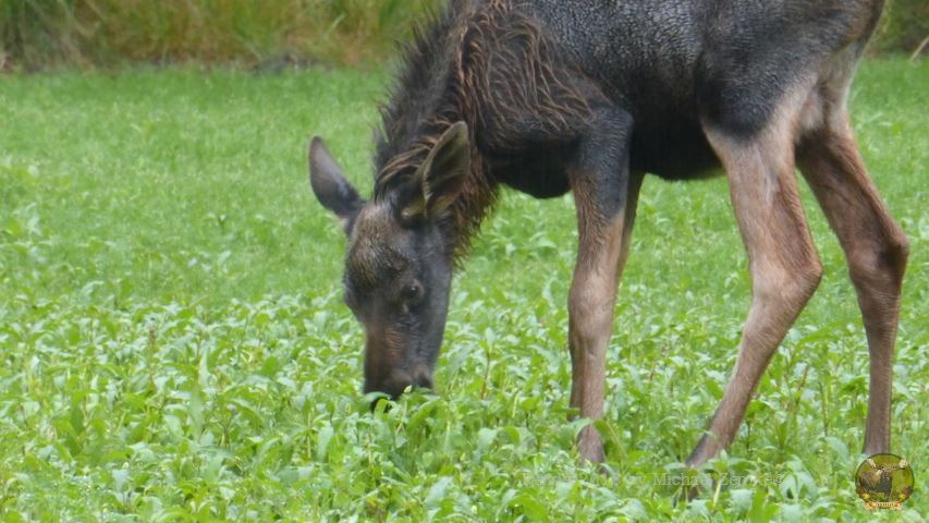 eindrücke aus dem wald