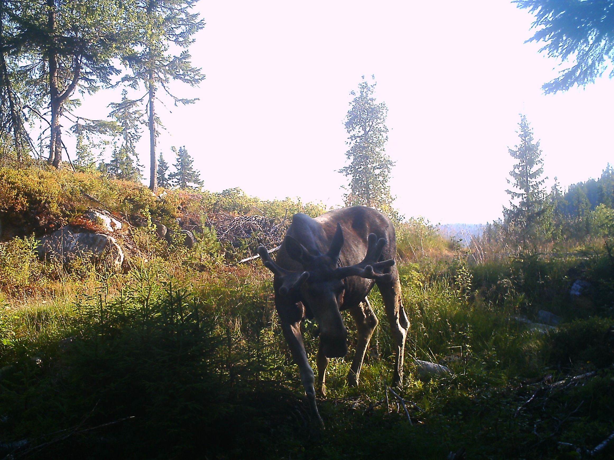 wald