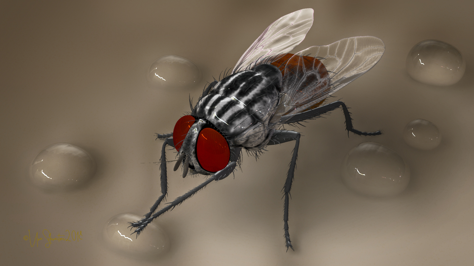 Fliege
