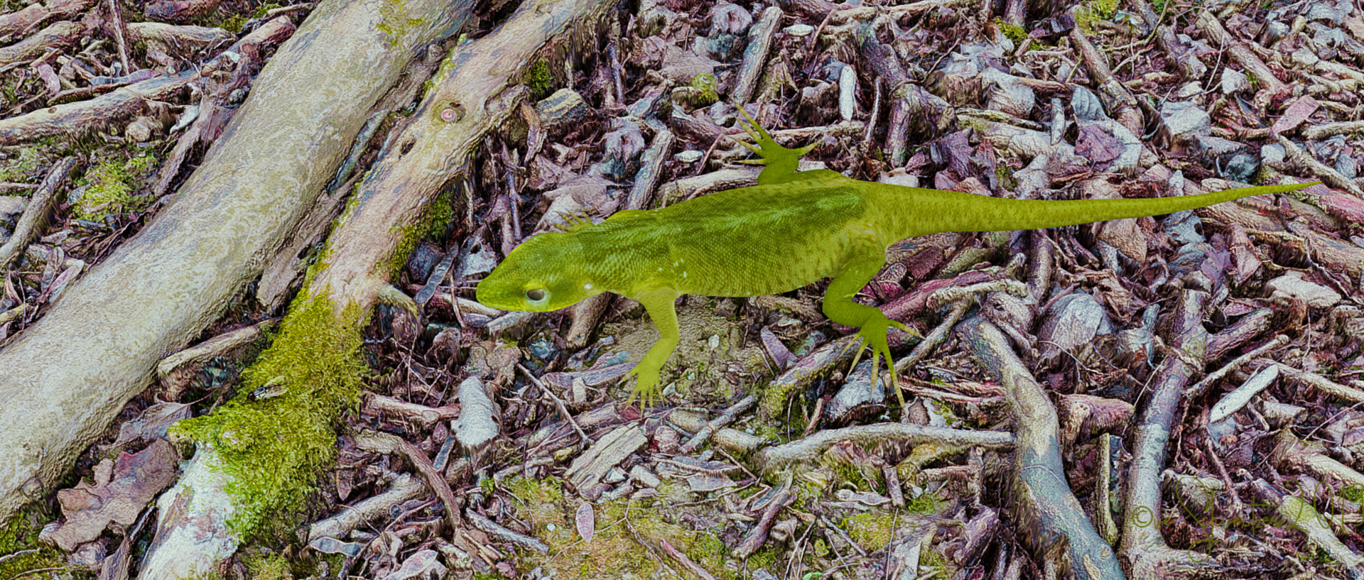 Lizard.1