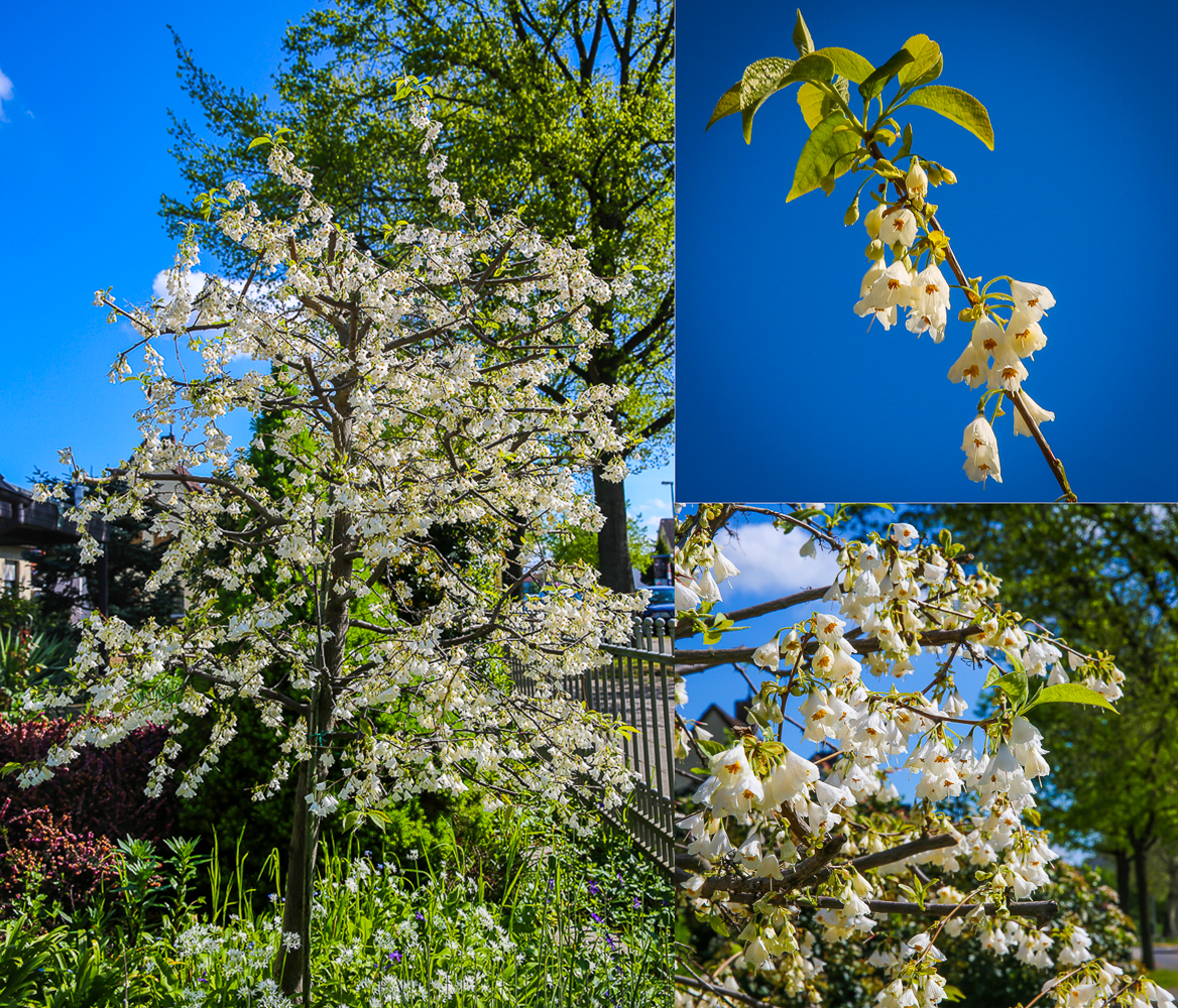 Unser Schneeglöckchenbaum in voller Blüte