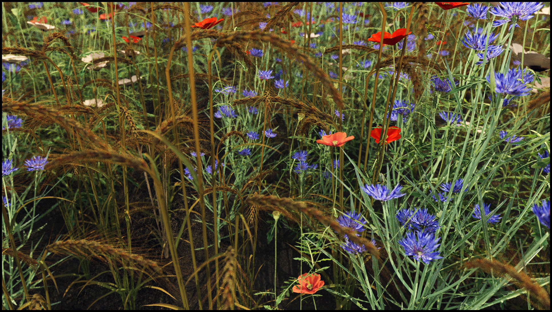 Kornblumen