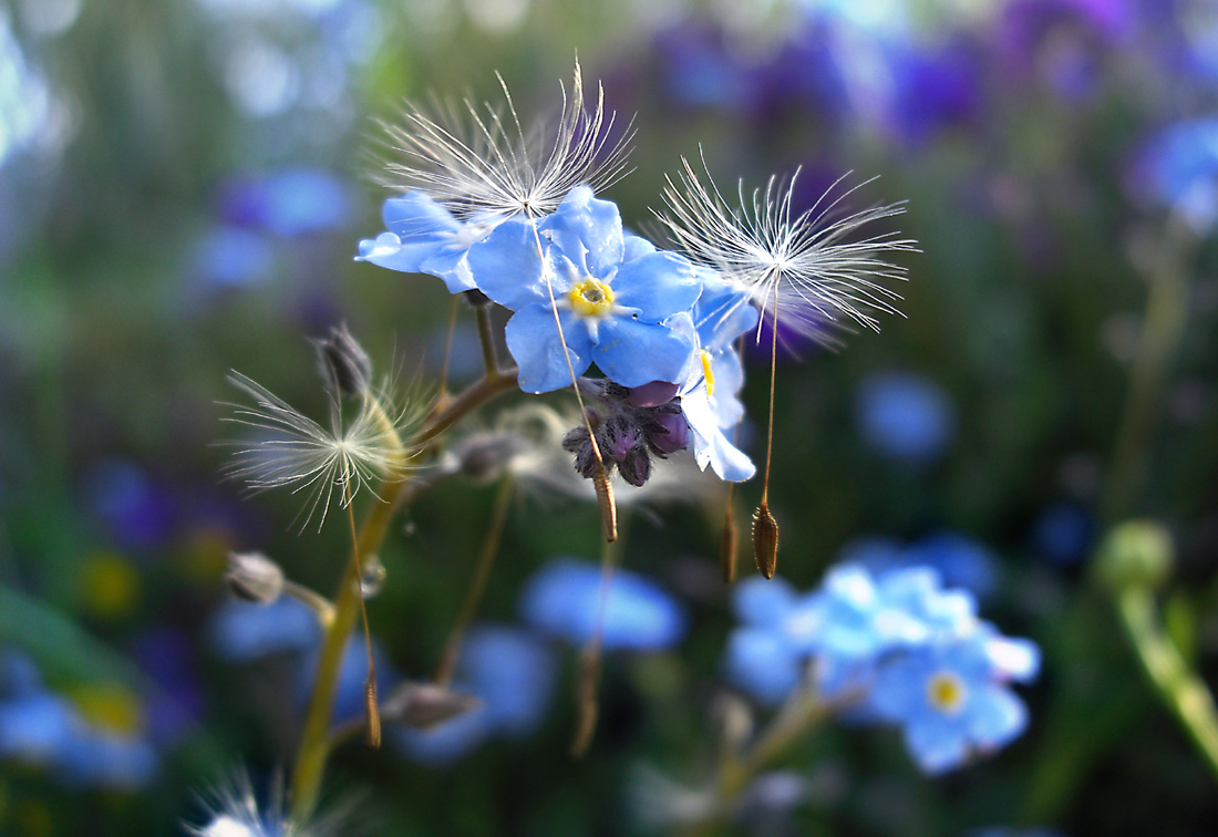 Grazien