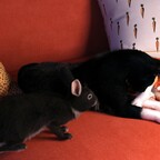 neugieriges Kaninchen