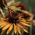 Schmetterling