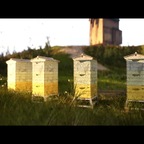 Das Bienchen summ herum Video