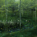 Birkenwäldchen mit Bach