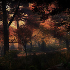 Autumn Evening in the old Grove