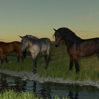 Drei Pferde im Sonnenuntergang