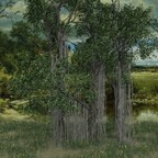 My new "Old Big Trees" (Baumbild)