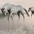 Morgennebel in der Camargue