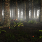 Foggy Forest