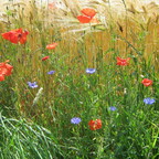 Sommerstrauß