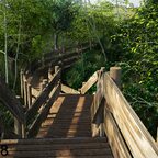 Wooden path through the woods