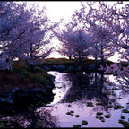 Am Teich