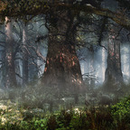 Autumn morning mist in the Sequoia forest