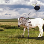 Unwinding the Zebra