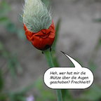 Ein kleiner Pfingstgruß