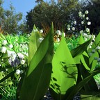 Maiglöckchen