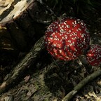 Entdeckung