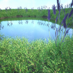 N Teich