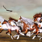 wildpferde