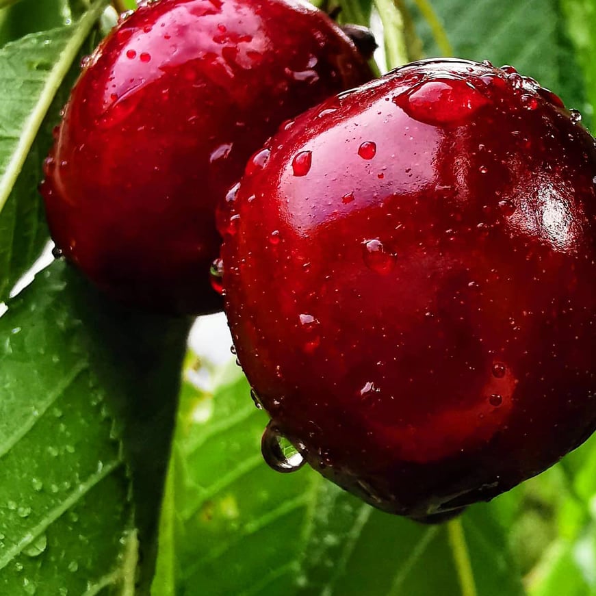 Lecker Kirschen vom Garten Active Rendering