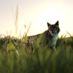 Luchs