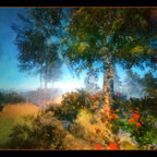 immer in das licht